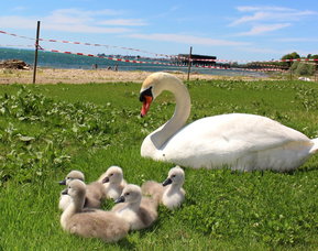 SCHWÄNE Sommer 2020